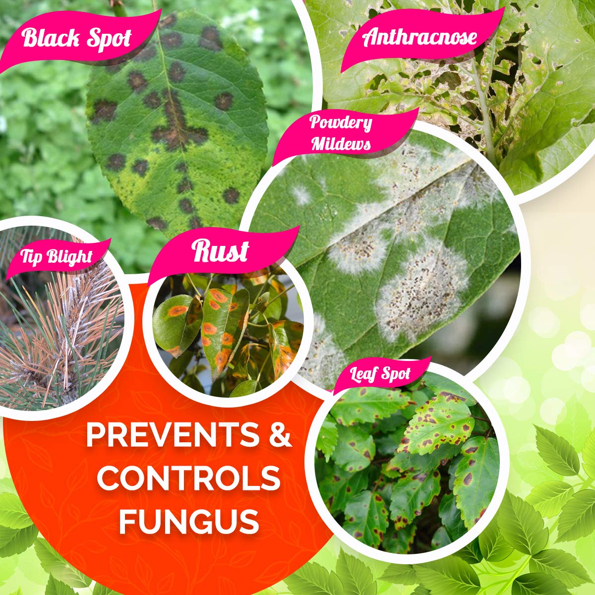 OrganicDews Pure Neem-Karanja Oil Water-Soluble Plant Oil – 250 ml with 25 ml Measuring Cup – Helps Control Garden Insects & Fungal Diseases on Plants – Suitable for Home Gardens & Farming