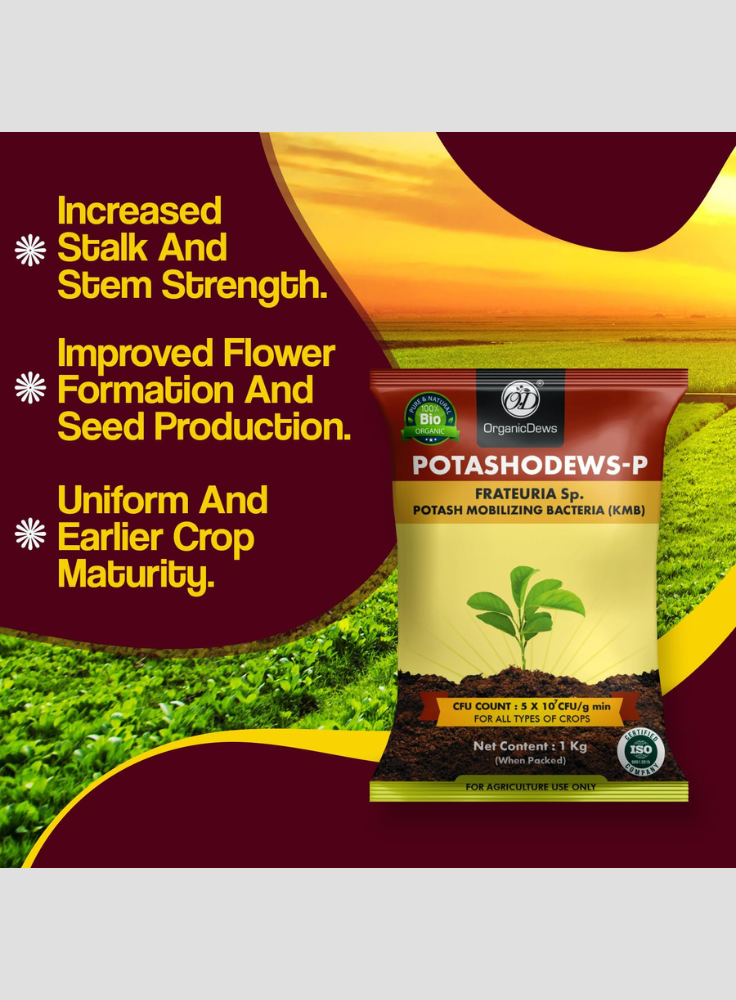 OrganicDews Potash Mobilizing Bacteria KMB Bio Fertilizer (5x10^7 CFU/g) Bio Inoculant for Plants – Improves Potassium Availability, Supports Root Growth, Flowering & Fruit Quality
