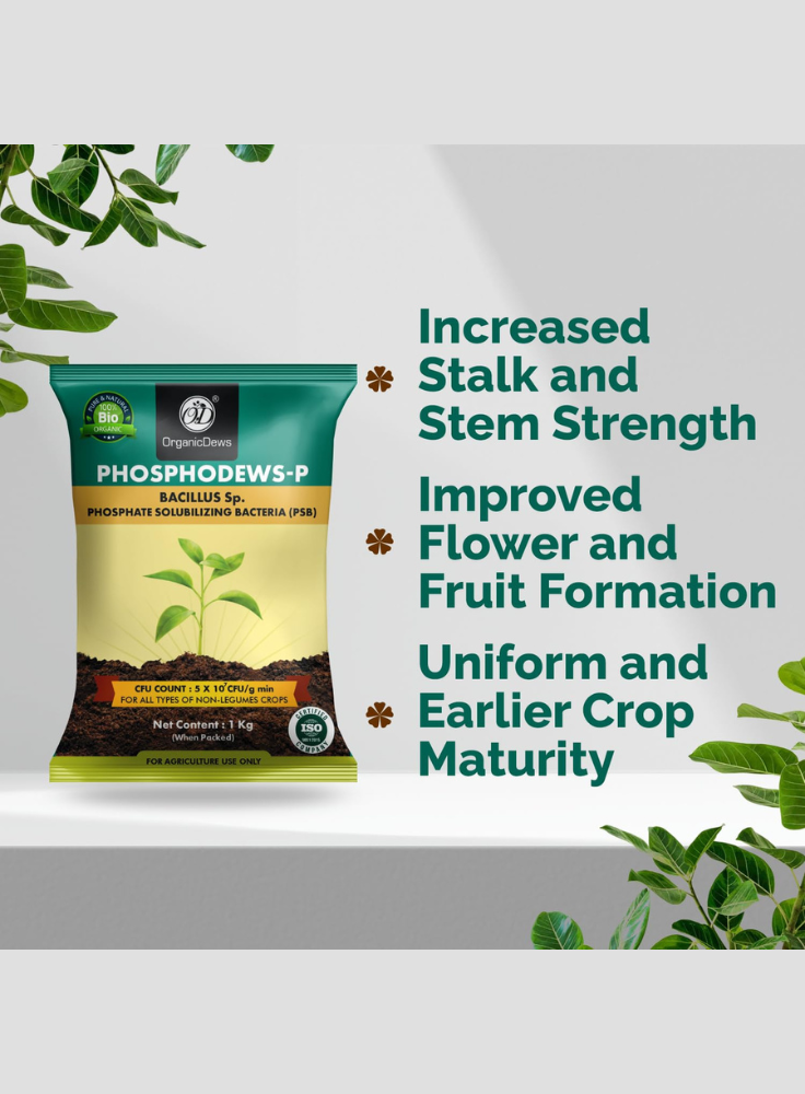 OrganicDews Phosphate Solubilizing Bacteria (PSB) Bio Fertilizer Powder (5×10⁷ CFU/g) for Plants - Improves Phosphorus Availability, Nutrient Uptake, Root Development & Plant Growth