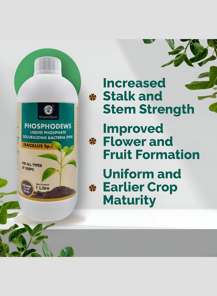 OrganicDews Phosphate Solubilizing Bacteria (PSB) – 2×10⁸ CFU/mL Liquid Bio Inoculant Fertilizer for Plants – Supports Phosphorus Availability, Root Development & Nutrient Uptake – Phosphodews