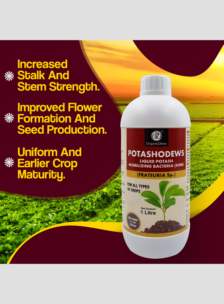 OrganicDews Potassium Mobilizing Bacteria (KMB) – 2×10⁸ CFU/mL Liquid Bio Inoculant Fertilizer for Plants – Supports Potassium Availability, Root Growth, Flowering & Fruit Quality – Potashodews