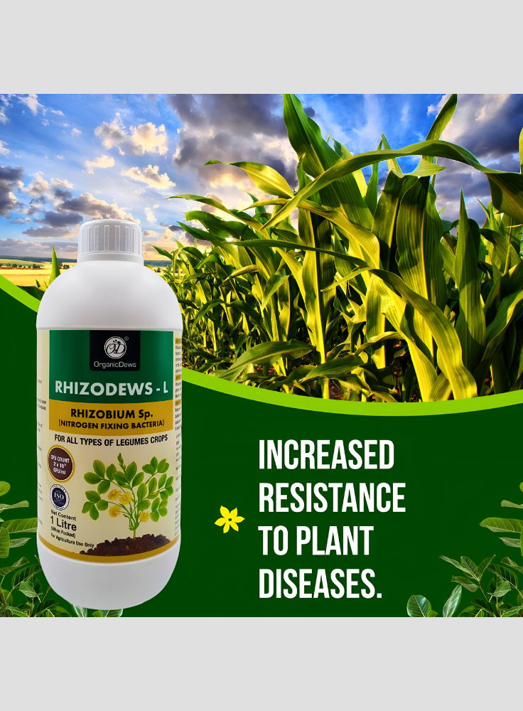 OrganicDews Rhizobium leguminosarum – Nitrogen Fixing Bacteria (2×10⁸ CFU/mL) Liquid Bio Inoculant Fertilizer for Legume Plants – Supports Root Development, Soil Fertility & Plant Growth – Rhizodews