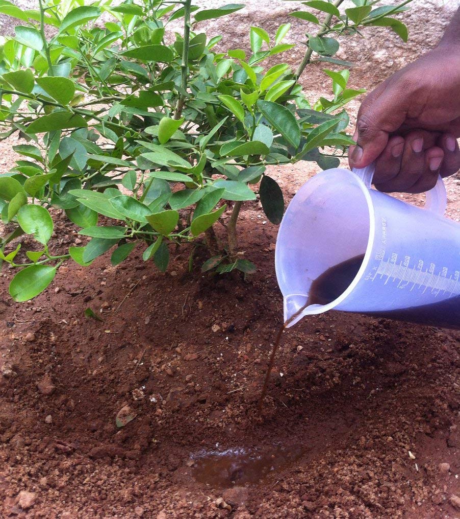 OrganicDews Liquid Seaweed Concentrate for Plants with Measuring Cup 25 ml Fertilizer for All Indoor and Outdoor Plants