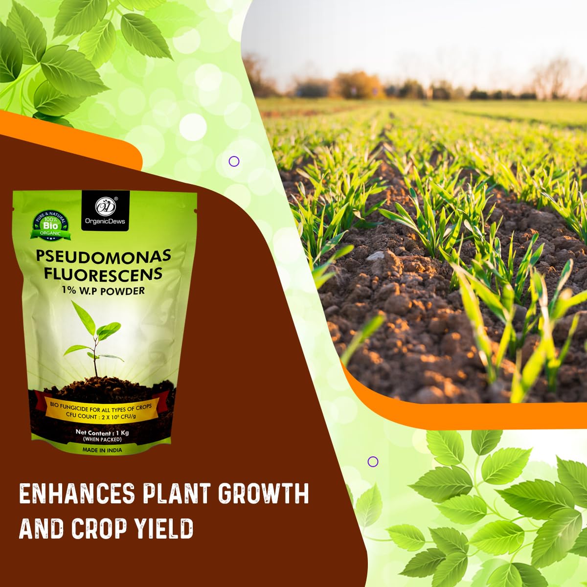 OrganicDews Pseudomonas Fluorescens Powder(2x10 8 CFU/g) for Seeds and Garden Plants - Against Root/Stem Rot, Wilt Fungal Dieases