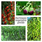 OrganicDews Liquid Fish Fertilizer for Plants | 25 ml Measuring Cup Included | All-Purpose Liquid Fertilizer for Plant Growth & Composting