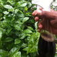OrganicDews Liquid Seaweed Concentrate for Plants with Measuring Cup 25 ml Fertilizer for All Indoor and Outdoor Plants