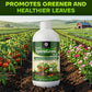 OrganicDews Liquid Spirulina Based Biostimulant for Plants - Organic Plant Growth Booster Improves Root Growth, Leaf Health & Flowering - For Indoor, Outdoor, Terrace & Garden Plants