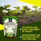 OrganicDews Enriched Vermicompost - Enriched & Fortified with Cow Dung and Bio Fertilizers - For Terrace Gardening, Vegetable/Flower Plants