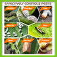 OrganicDews Beauveria Bassiana (1x10^8 CFU/g) for Plants