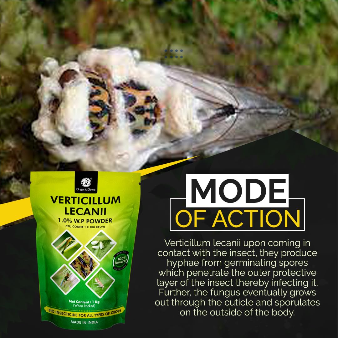 OrganicDews Verticillium lecanii (1x10^8 CFU/g) for Plants