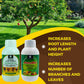 OrganicDews Liquid Seaweed Extract & Amino Acid Fertilizer - Combo Based Bio Stimulant Concentrate Measuring Cup 25 ml - Plant Growth Enhancer, Soil Conditioner for Indoor and Outdoor