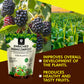 OrganicDews Enriched Vermicompost - Enriched & Fortified with Cow Dung and Bio Fertilizers - For Terrace Gardening, Vegetable/Flower Plants