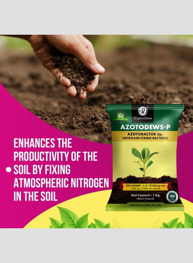 OrganicDews Azotobacter Bio Fertilizer Powder - Nitrogen-Fixing Bacteria (5×10⁷ CFU/g) for Plants - Improves Nitrogen Availability, Soil Fertility, Root Growth & Plant Growth - AzotoDews