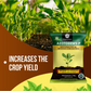 OrganicDews Azotobacter Bio Fertilizer Powder - Nitrogen-Fixing Bacteria (5×10⁷ CFU/g) for Plants - Improves Nitrogen Availability, Soil Fertility, Root Growth & Plant Growth - AzotoDews