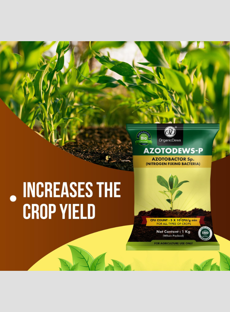 OrganicDews Azotobacter Bio Fertilizer Powder - Nitrogen-Fixing Bacteria (5×10⁷ CFU/g) for Plants - Improves Nitrogen Availability, Soil Fertility, Root Growth & Plant Growth - AzotoDews