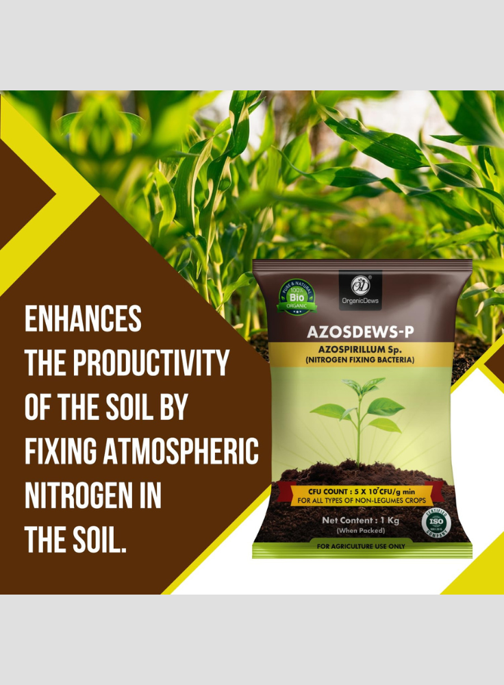 OrganicDews Azospirillum Bio Fertilizer Powder - Nitrogen-Fixing Bacteria (5×10⁷ CFU/g) for Plants - Improves Nitrogen Availability, Soil Fertility, Root Growth & Plant Growth - Azosdews