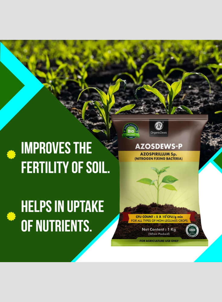 OrganicDews Azospirillum Bio Fertilizer Powder - Nitrogen-Fixing Bacteria (5×10⁷ CFU/g) for Plants - Improves Nitrogen Availability, Soil Fertility, Root Growth & Plant Growth - Azosdews