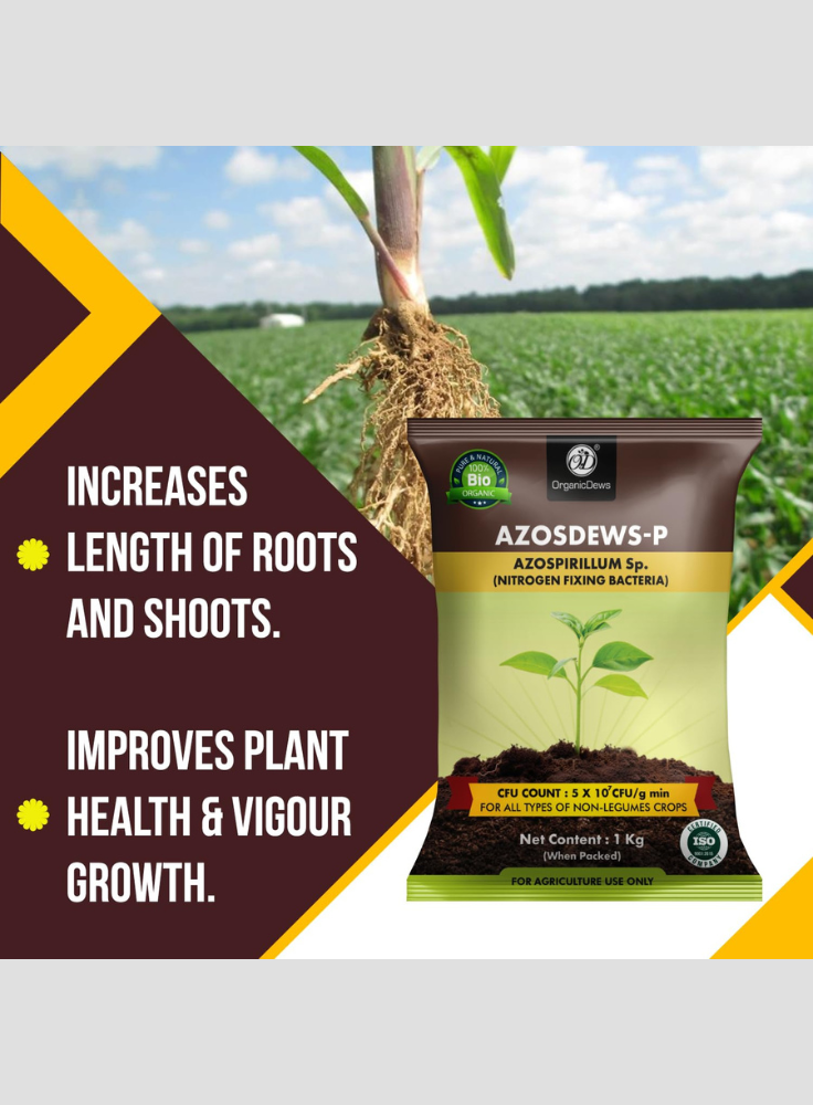 OrganicDews Azospirillum Bio Fertilizer Powder - Nitrogen-Fixing Bacteria (5×10⁷ CFU/g) for Plants - Improves Nitrogen Availability, Soil Fertility, Root Growth & Plant Growth - Azosdews
