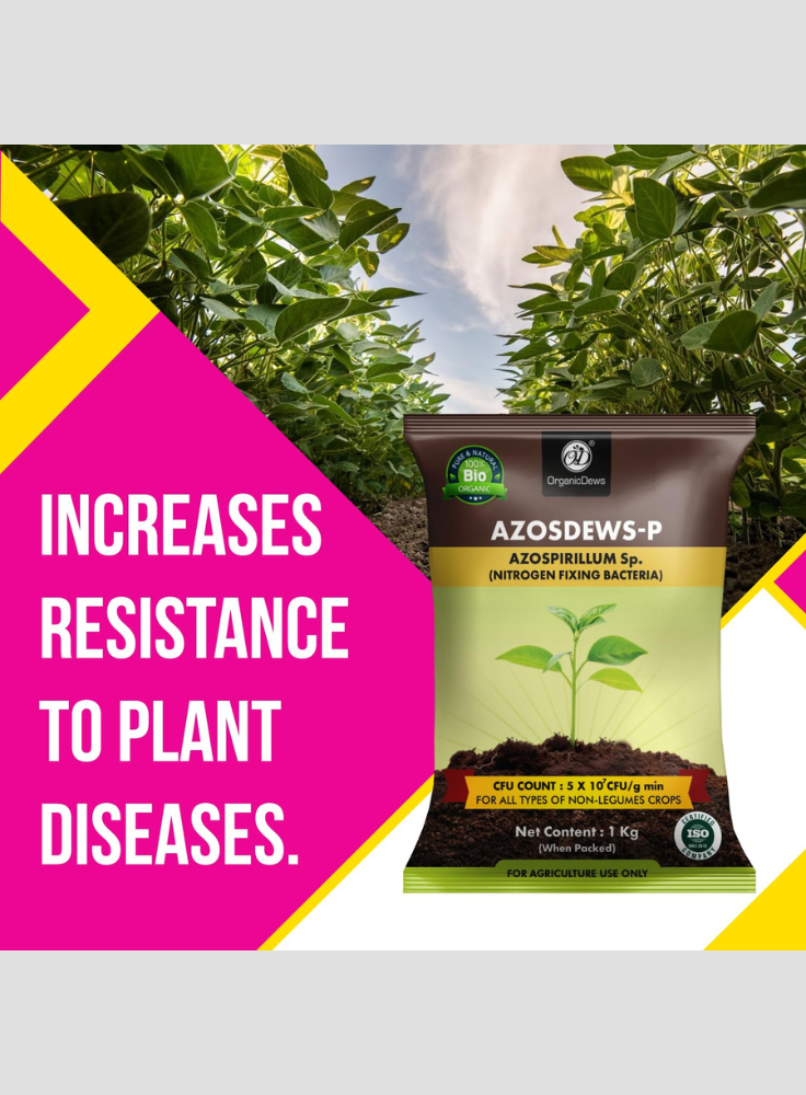 OrganicDews Azospirillum Bio Fertilizer Powder - Nitrogen-Fixing Bacteria (5×10⁷ CFU/g) for Plants - Improves Nitrogen Availability, Soil Fertility, Root Growth & Plant Growth - Azosdews