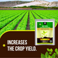 OrganicDews Bio NPK Consortia (5x10^7 CFU/g) Bio Fertilizer – Bio Inoculum for Plants – Improves Soil Fertility, Supports Plant Growth & Enhances Nutrient Availability
