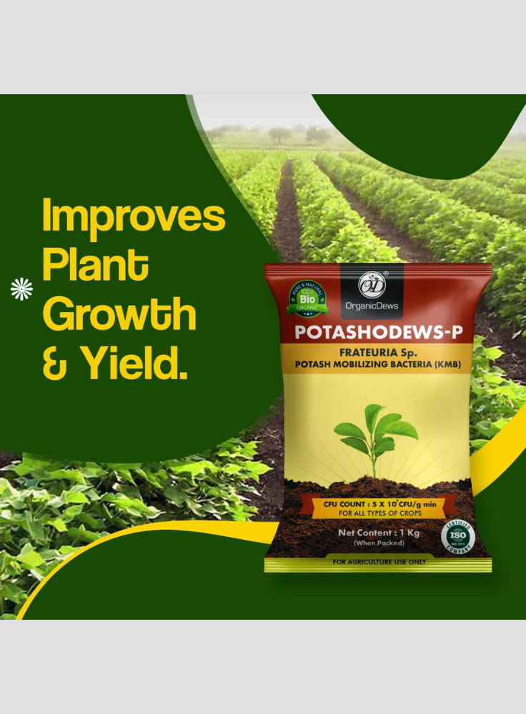 OrganicDews Potash Mobilizing Bacteria KMB Bio Fertilizer (5x10^7 CFU/g) Bio Inoculant for Plants – Improves Potassium Availability, Supports Root Growth, Flowering & Fruit Quality