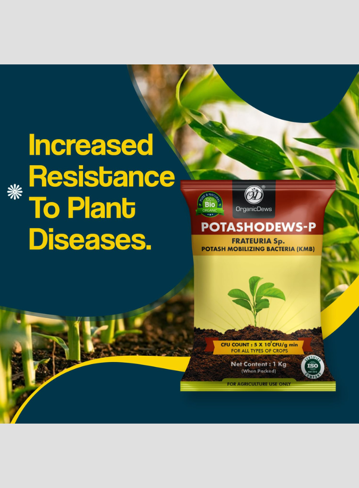 OrganicDews Potash Mobilizing Bacteria KMB Bio Fertilizer (5x10^7 CFU/g) Bio Inoculant for Plants – Improves Potassium Availability, Supports Root Growth, Flowering & Fruit Quality