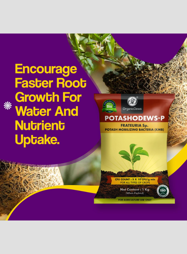 OrganicDews Potash Mobilizing Bacteria KMB Bio Fertilizer (5x10^7 CFU/g) Bio Inoculant for Plants – Improves Potassium Availability, Supports Root Growth, Flowering & Fruit Quality