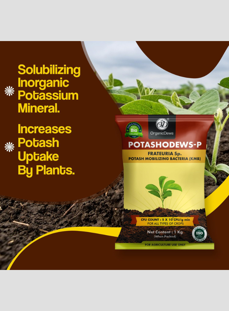 OrganicDews Potash Mobilizing Bacteria KMB Bio Fertilizer (5x10^7 CFU/g) Bio Inoculant for Plants – Improves Potassium Availability, Supports Root Growth, Flowering & Fruit Quality
