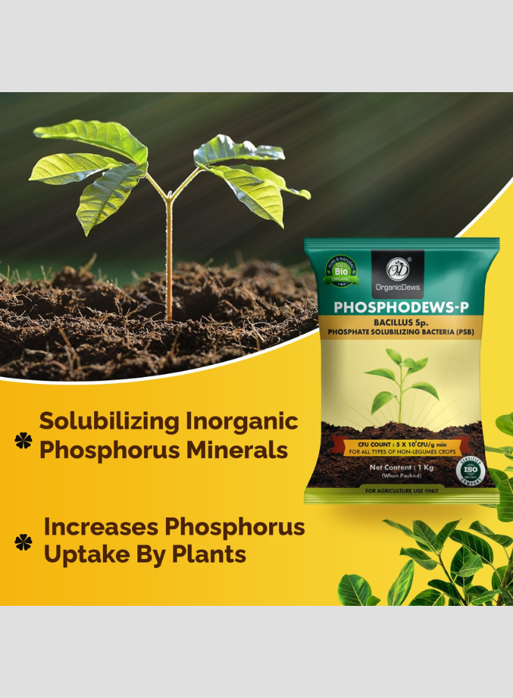OrganicDews Phosphate Solubilizing Bacteria (PSB) Bio Fertilizer Powder (5×10⁷ CFU/g) for Plants - Improves Phosphorus Availability, Nutrient Uptake, Root Development & Plant Growth