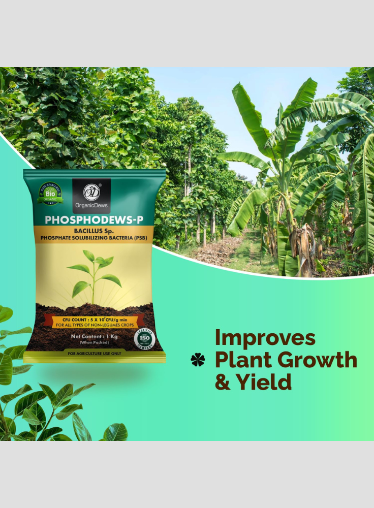 OrganicDews Phosphate Solubilizing Bacteria (PSB) Bio Fertilizer Powder (5×10⁷ CFU/g) for Plants - Improves Phosphorus Availability, Nutrient Uptake, Root Development & Plant Growth