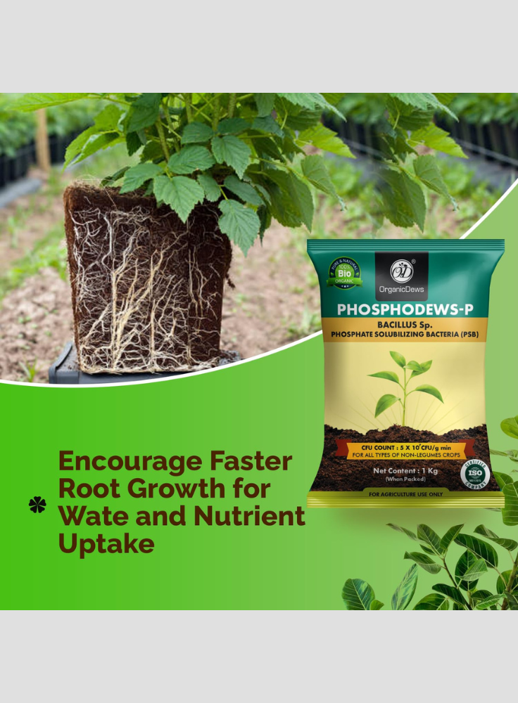 OrganicDews Phosphate Solubilizing Bacteria (PSB) Bio Fertilizer Powder (5×10⁷ CFU/g) for Plants - Improves Phosphorus Availability, Nutrient Uptake, Root Development & Plant Growth
