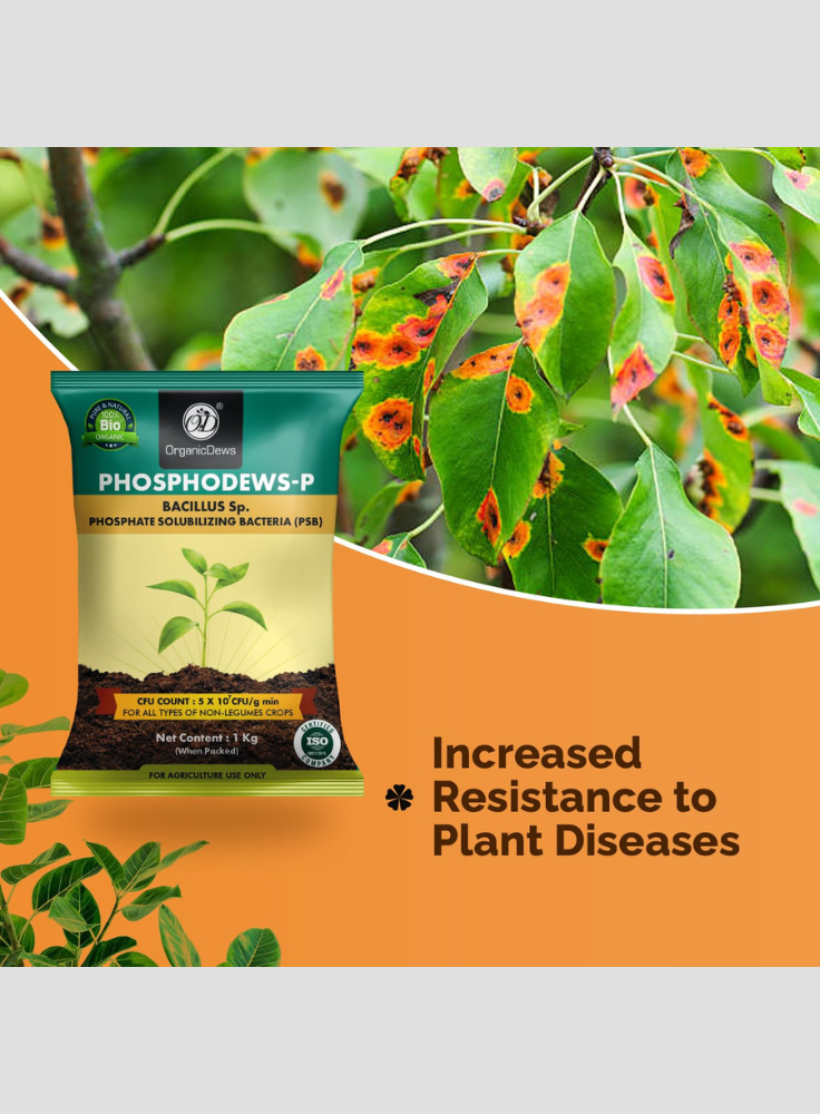 OrganicDews Phosphate Solubilizing Bacteria (PSB) Bio Fertilizer Powder (5×10⁷ CFU/g) for Plants - Improves Phosphorus Availability, Nutrient Uptake, Root Development & Plant Growth