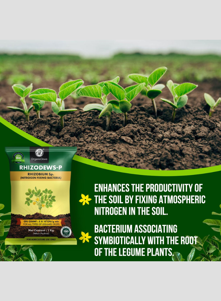 OrganicDews Rhizobium leguminosarum Bio Fertilizer Powder - Nitrogen-Fixing Bacteria (5×10⁷ CFU/g) for Legume Plants - Improves Nitrogen Availability, Root Development, Soil Fertility & Plant Growth - Rhizodews