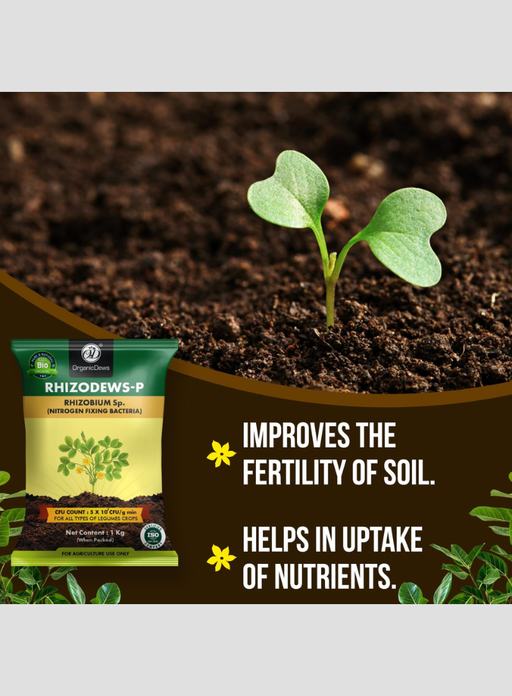 OrganicDews Rhizobium leguminosarum Bio Fertilizer Powder - Nitrogen-Fixing Bacteria (5×10⁷ CFU/g) for Legume Plants - Improves Nitrogen Availability, Root Development, Soil Fertility & Plant Growth - Rhizodews