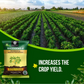 OrganicDews Rhizobium leguminosarum Bio Fertilizer Powder - Nitrogen-Fixing Bacteria (5×10⁷ CFU/g) for Legume Plants - Improves Nitrogen Availability, Root Development, Soil Fertility & Plant Growth - Rhizodews