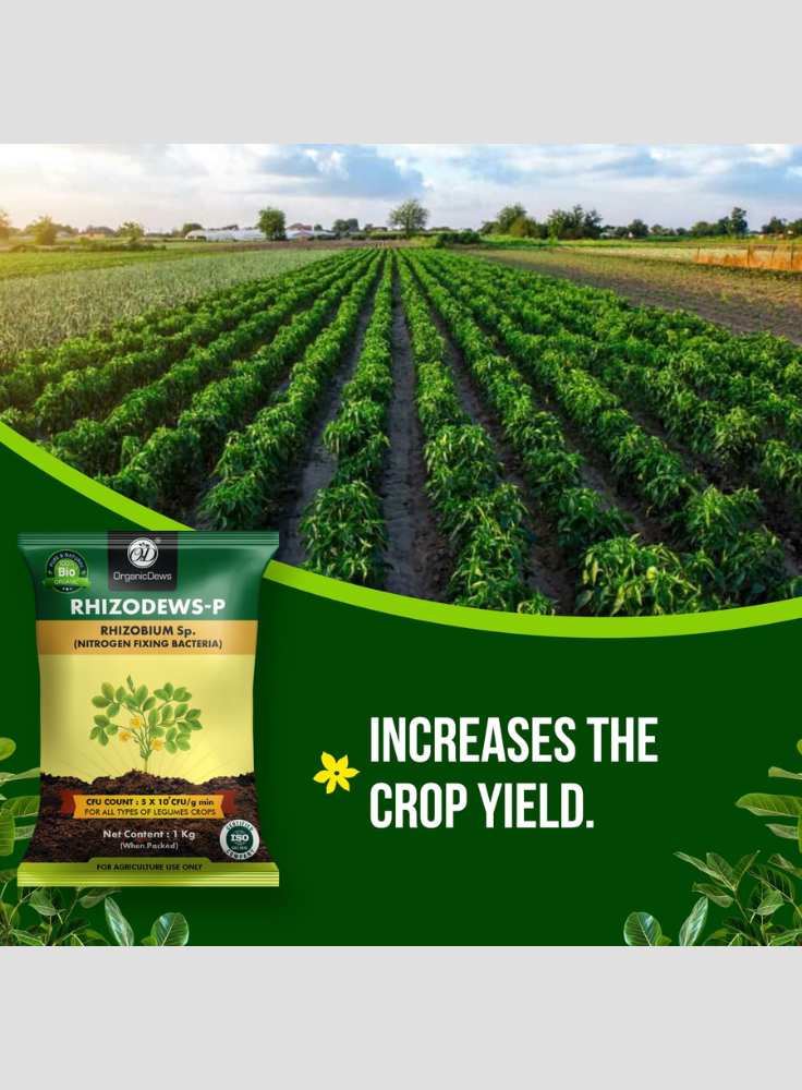 OrganicDews Rhizobium leguminosarum Bio Fertilizer Powder - Nitrogen-Fixing Bacteria (5×10⁷ CFU/g) for Legume Plants - Improves Nitrogen Availability, Root Development, Soil Fertility & Plant Growth - Rhizodews
