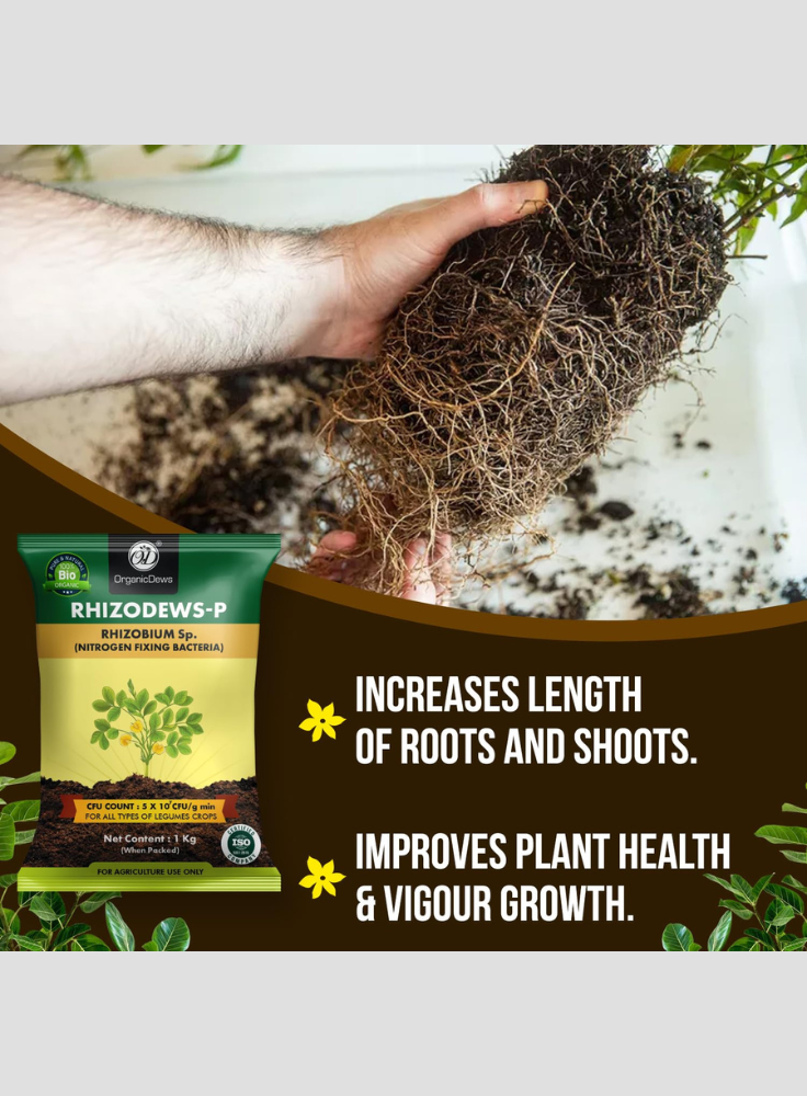 OrganicDews Rhizobium leguminosarum Bio Fertilizer Powder - Nitrogen-Fixing Bacteria (5×10⁷ CFU/g) for Legume Plants - Improves Nitrogen Availability, Root Development, Soil Fertility & Plant Growth - Rhizodews