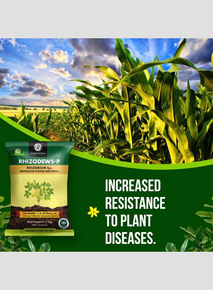 OrganicDews Rhizobium leguminosarum Bio Fertilizer Powder - Nitrogen-Fixing Bacteria (5×10⁷ CFU/g) for Legume Plants - Improves Nitrogen Availability, Root Development, Soil Fertility & Plant Growth - Rhizodews