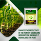 OrganicDews Zinc Solubilizing Bacteria ZSB Bio Fertilizer (5x10^7 CFU/g) Bio Inoculum for Plants – Improves Zinc Availability, Supports Plant Growth, Soil Fertility & Yield