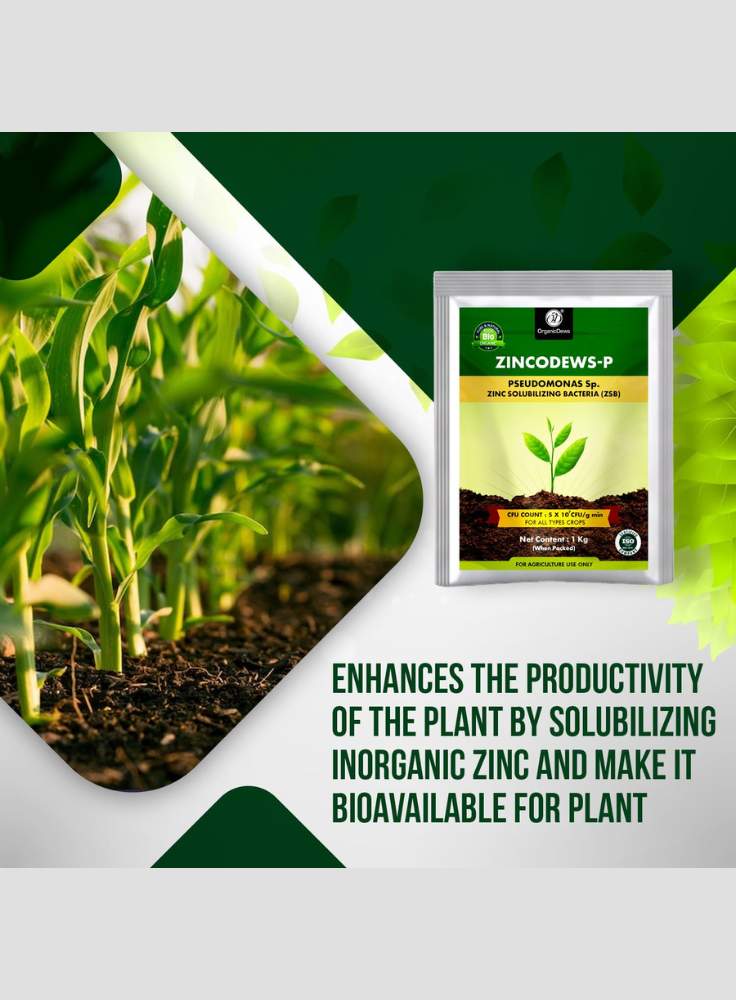 OrganicDews Zinc Solubilizing Bacteria ZSB Bio Fertilizer (5x10^7 CFU/g) Bio Inoculum for Plants – Improves Zinc Availability, Supports Plant Growth, Soil Fertility & Yield