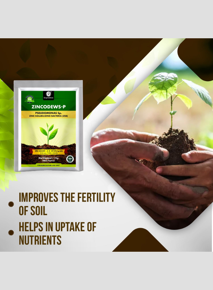 OrganicDews Zinc Solubilizing Bacteria ZSB Bio Fertilizer (5x10^7 CFU/g) Bio Inoculum for Plants – Improves Zinc Availability, Supports Plant Growth, Soil Fertility & Yield