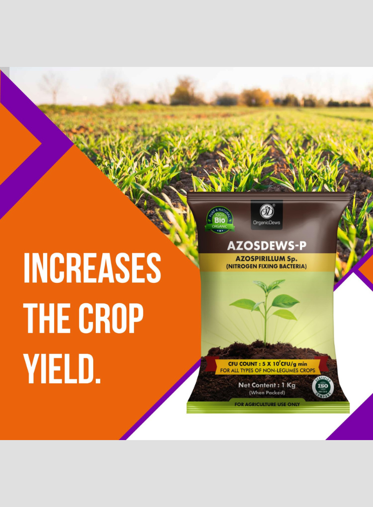 OrganicDews Zinc Solubilizing Bacteria ZSB Bio Fertilizer (5x10^7 CFU/g) Bio Inoculum for Plants – Improves Zinc Availability, Supports Plant Growth, Soil Fertility & Yield