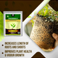 OrganicDews Zinc Solubilizing Bacteria ZSB Bio Fertilizer (5x10^7 CFU/g) Bio Inoculum for Plants – Improves Zinc Availability, Supports Plant Growth, Soil Fertility & Yield