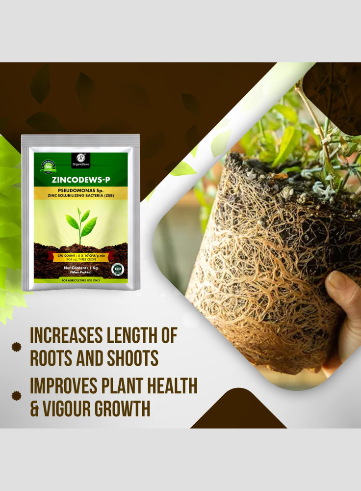OrganicDews Zinc Solubilizing Bacteria ZSB Bio Fertilizer (5x10^7 CFU/g) Bio Inoculum for Plants – Improves Zinc Availability, Supports Plant Growth, Soil Fertility & Yield