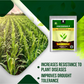 OrganicDews Zinc Solubilizing Bacteria ZSB Bio Fertilizer (5x10^7 CFU/g) Bio Inoculum for Plants – Improves Zinc Availability, Supports Plant Growth, Soil Fertility & Yield