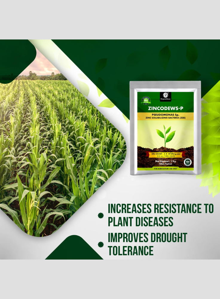 OrganicDews Zinc Solubilizing Bacteria ZSB Bio Fertilizer (5x10^7 CFU/g) Bio Inoculum for Plants – Improves Zinc Availability, Supports Plant Growth, Soil Fertility & Yield