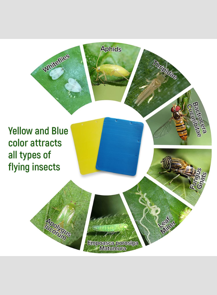 OrganicDews Yellow Double-Sided Sticky Glue Bug Trap (8 x 6 Inches) with Twist Tie – Flying Insect Trap for Gnats, Thrips, Fruit Flies & Other Flying Insects – Indoor & Outdoor Use