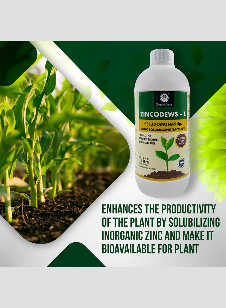 OrganicDews Zinc Solublizing Bacteria (2x10^8 CFU/ML) Bio Inoculum Fertilizer for Plants - Soil Fertility, Faster Plant Growth and Increases the Yield