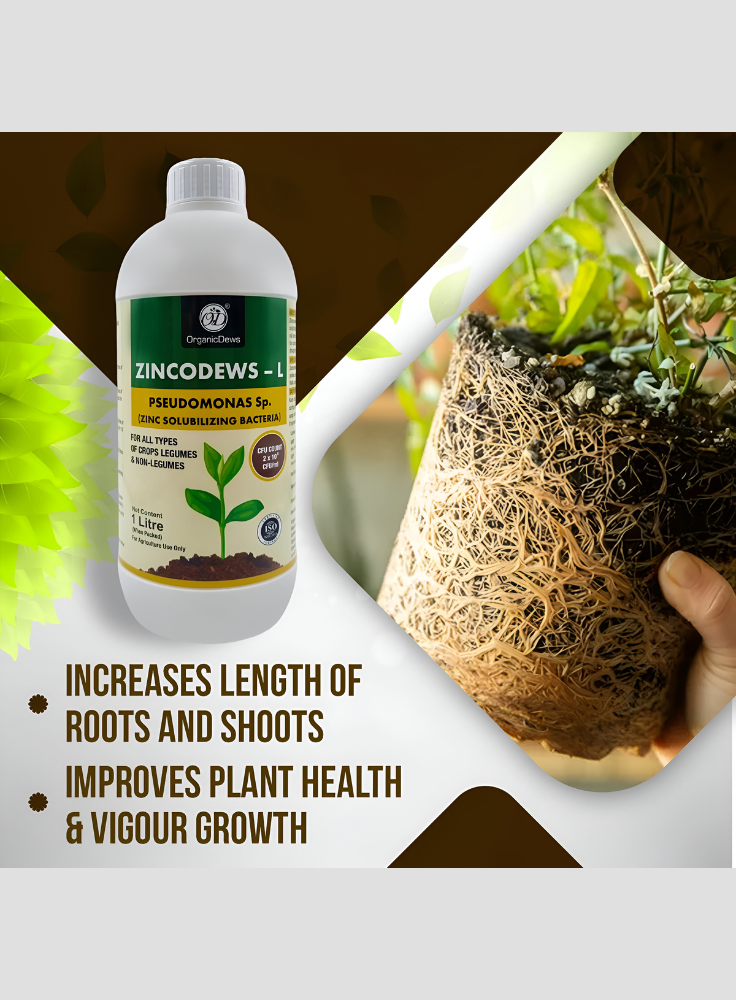 OrganicDews Zinc Solublizing Bacteria (2x10^8 CFU/ML) Bio Inoculum Fertilizer for Plants - Soil Fertility, Faster Plant Growth and Increases the Yield