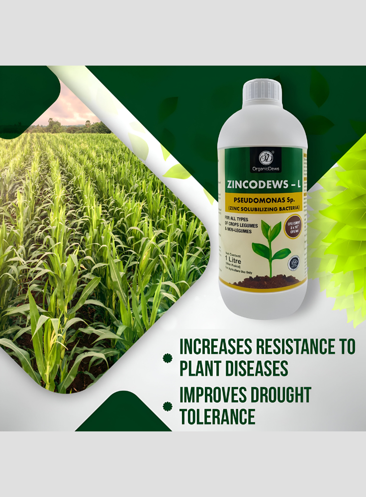 OrganicDews Zinc Solublizing Bacteria (2x10^8 CFU/ML) Bio Inoculum Fertilizer for Plants - Soil Fertility, Faster Plant Growth and Increases the Yield